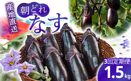 【3回定期便】朝採れナス 約1.5kg×3回 高知県安芸市｜ナス AZ003
