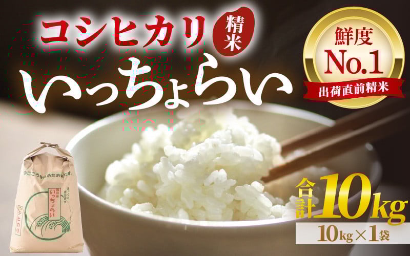 
            【先行予約】【令和8年産・新米】【一等米】いっちょらい 精米 10kg×1袋 ／ 福井県産 ブランド米 コシヒカリ ご飯 白米 お米 コメ 新鮮 大賞 受賞 新米 福井県あわら産 ※2026年9月下旬以降順次発送予定 [aw012-b023]
          