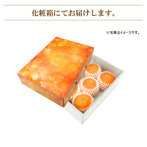 【2026年11月中旬頃から発送予定】愛果28号 (紅まどんな と同品種)  秀品 約1.5kg (贈答用化粧箱入り)  | 紅まどんな と同品種 あいか28号 みかん 蜜柑 mikan 檸檬 オレン
