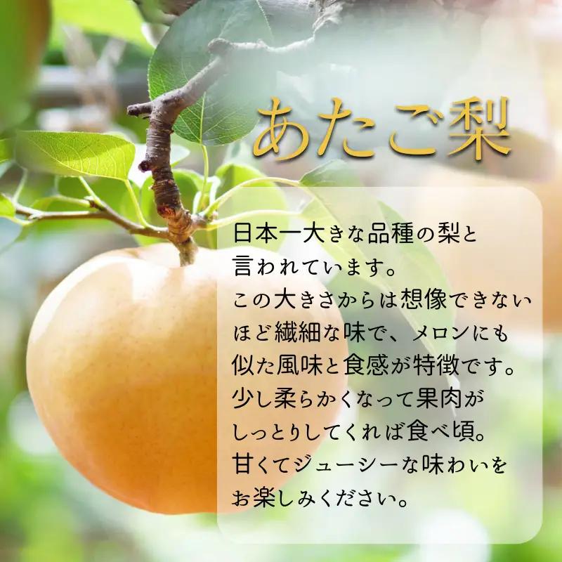 あたご梨 2玉 化粧 贈答箱 赤秀 約1.2kg玉【先行予約 2026年11月中旬から順次発送】
