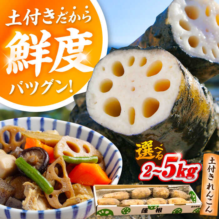 【ふるさと納税】＼選べる容量／ れんこん （2kg/5kg）蓮根 土付き蓮根 れんこん レンコン 愛知県産 野菜 産地直送 愛西市 / 清水食品 [AEAJ001]