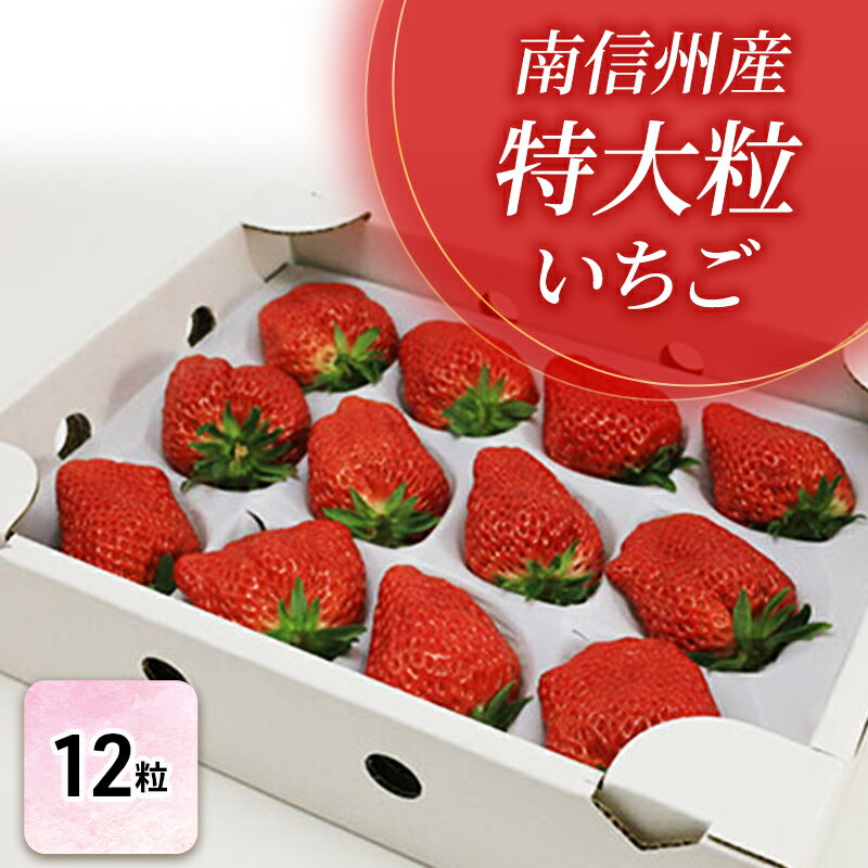 【ふるさと納税】【特選贈答用】南信州産「特大粒いちご」（12粒入り）【信州駒ヶ根いちご園】 果物類 苺 イチゴ　お届け：2026年1月下旬～2月下旬