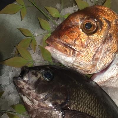 ふるさと納税 南九州市 天然地魚の食べ比べ 鍋セット |  | 03