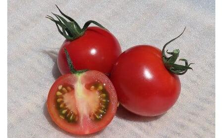 【2025年10月下旬より発送】安田町産 完全天日塩 新鮮とトマト セット 先行受付 完熟 トマト と 完全天日塩 セット  産地直送 新鮮 もぎたて 塩職人 手作り  人気 おすすめ ランキング 野