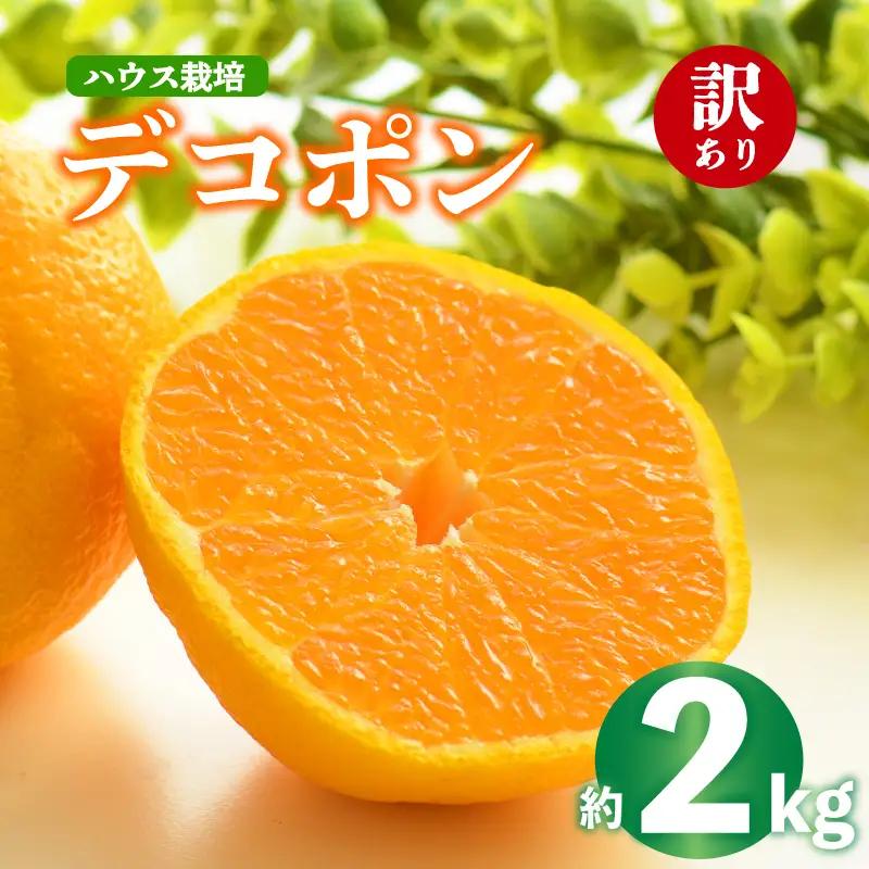 デコポン 不知火 約2kg 2027年 先行予約  訳あり デコポン