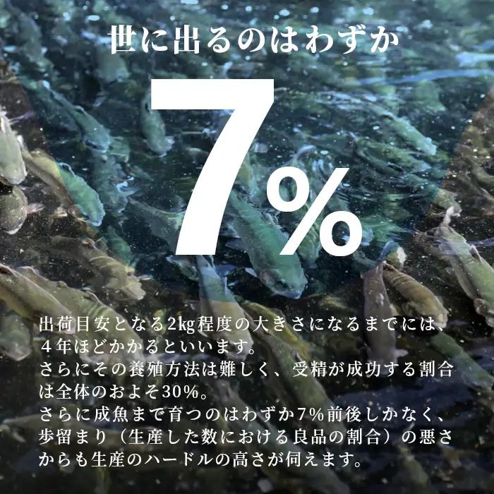 国産サーモン 生食可 無添加 絹姫サーモン カット 200g（100g×2) スペシャルトラウトサーモン 冷凍フィーレトラウトサーモン 鮭 魚 刺身 お刺身 ご当地 天然 産地直送 川育ち 味付けなし