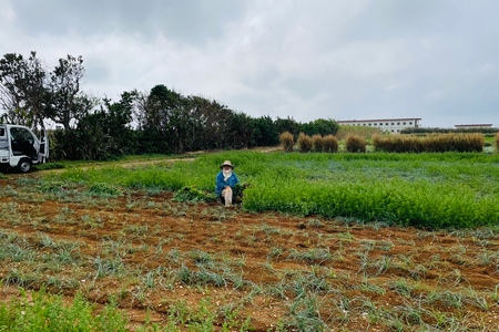 らっきょう 島らっきょうの甘酢漬け 100g 10個 [NOGUS 沖縄県 伊江村 ie47bde420001] 島らっきょう 甘酢漬け