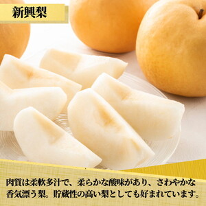 【先行予約限定】 茨城県産【新興梨】約5kg【茨城県共通返礼品　かすみがうら市産】※2025年10月中旬～12月下旬頃に順次発送予定 ※離島への配送不可