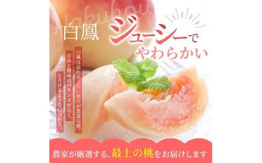 桃 【先行予約】 白鳳　桃の王様！食べきりやすい３個入り 【秀品】こだわり農家厳選 / 桃 モモ フルーツ 果物 くだもの 人気 産地直送 厳選 甘い 予約 もも フルーツ王国 ※2027年6月末頃～