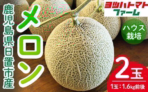 
            No.1196 ＜先行予約受付中！2025年7月～8月の間に発送予定＞ハウスメロン(2玉・計3.2kg前後) 国産 九州産 メロン フルーツ 先行予約 予約 産地直送【ヨツハトマトファーム】
          
