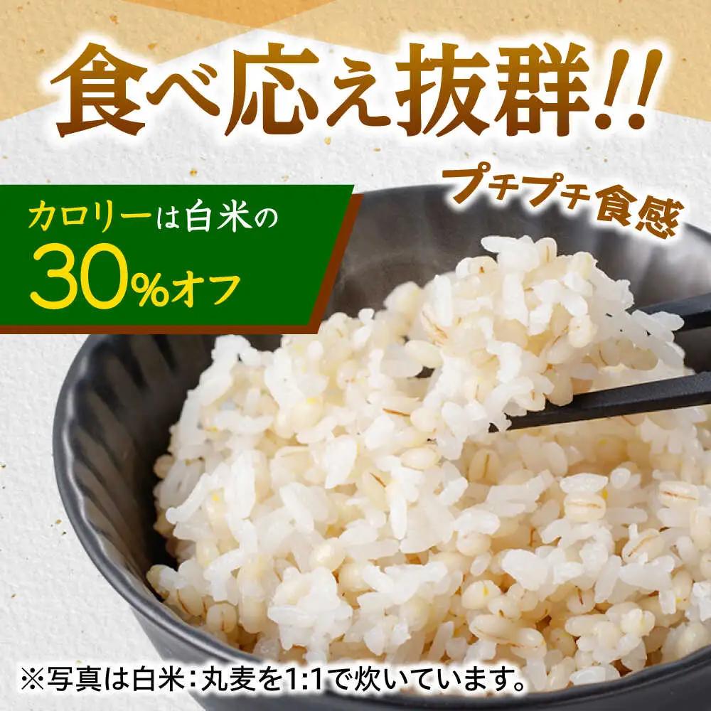 麦 10kg AHBU005 丸麦