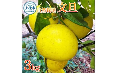 【先行予約】自然栽培文旦3kg L〜3Lサイズ 〈2027年1月9日〜4月30日発送〉【有限会社四万十くじら】[BQBR010]