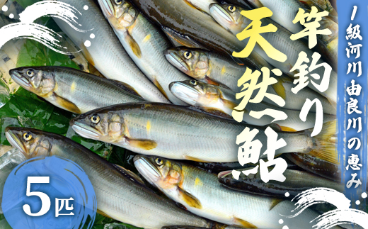 【2025年夏発送】天然鮎 竿釣り 5匹 （17〜23cm） 【 冷蔵 由良川の竿釣り 由良川漁協 あゆ 鮎 新鮮 魚 さかな 直送 綾部 京都 魚介 川魚 塩焼き 生あゆ 】