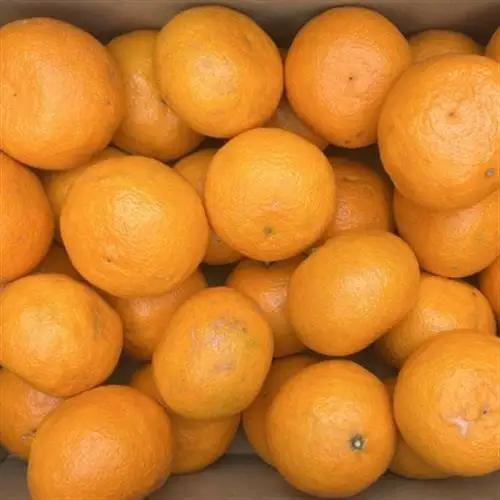 【春みかん】和歌山有田産カラマンダリン約5kg(サイズおまかせ)【日高町】【1617392】