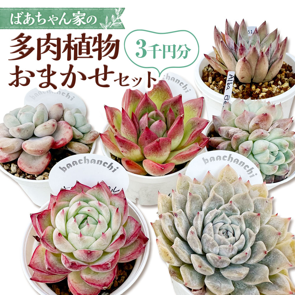 【ふるさと納税】ばあちゃん家のおまかせセット 3千円分 多肉植物 セット 植物 多肉 観葉植物 韓国苗 苗 インテリア おまかせ 岡山県 奈義町 送料無料