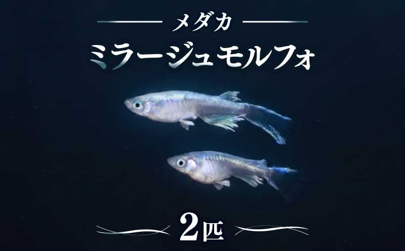 
                  【11月～3月発送予定】 ミラージュモルフォ メダカ 2匹 〈宮城県オリジナル個体〉 飼育 生物 国産メダカ 綺麗なメダカ 生き物 いきもの 趣味 室内 鑑賞 インテリア 綺麗 きれい 珍しいめだか 魚 水槽 育成 淡水魚 川魚 めだか 愛好家 さかな 美しいめだか 品種 セット ペット 魚類 繁殖 宮城 岩沼
                