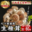 【ふるさと納税】七ツ森菌床椎茸（15個×2袋・15個×4袋）選べる容量 肉厚 生椎茸 しいたけ シイタケ きのこ 炊き込みご飯 和食 小分け ステーキ 肉詰め 国産 宮城県産 【農事組合法人七ツ森菌床椎茸生産組合】ta385・ta386