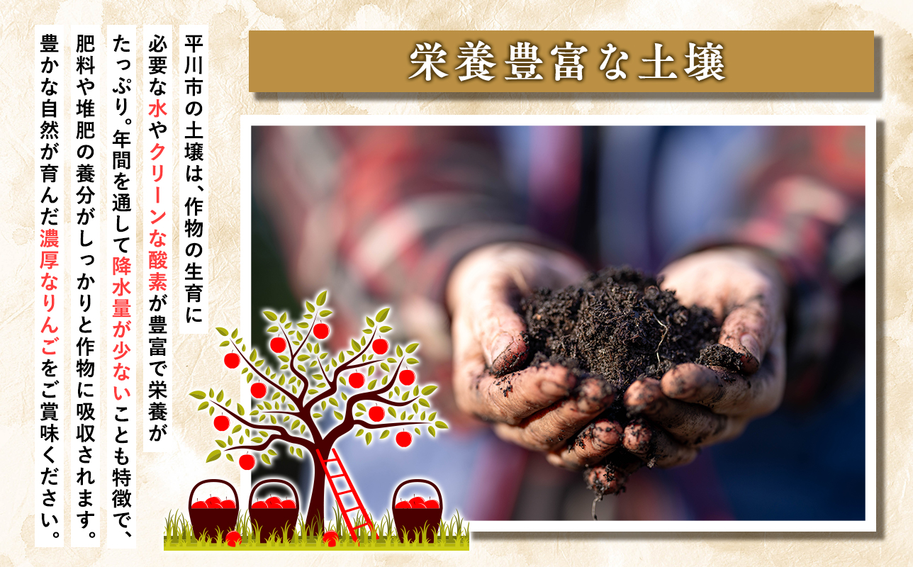 ≪1月発送≫【訳あり】家庭用 サンふじ10kg【青森県 平川市 丸勝木村商店】平川市産 青森りんご りんご リンゴ 林檎 ふじ 訳あり 家庭 わけあり お取り寄せ 先行予約 果物 くだもの フルーツ 