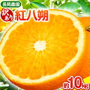 【ふるさと納税】【訳あり】紅八朔 約10kg 長岡農園《3月下旬-5月中旬頃出荷》 和歌山県 日高川町 紅八朔 八朔 はっさく