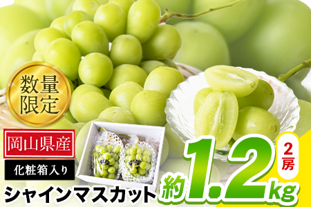 秀品 シャインマスカット約1.2kg《9月中旬-11月上旬頃順次出荷(土日祝除く)》シャインマスカット シャインマスカット st-p