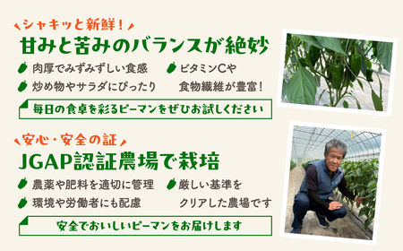 農家さん応援！ 【訳あり】 ピーマン 2kg JGAP取得 農家直送 冷蔵便 野菜 新鮮 BBQ 焼肉 国産 おすすめ 送料無料 緊急支援品 生活応援 コロナ支援 福島県 田村市 株式会社Mファーム
