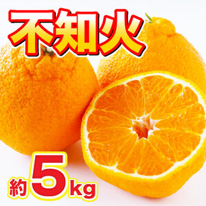益城町産　不知火　約5kg【1425348】