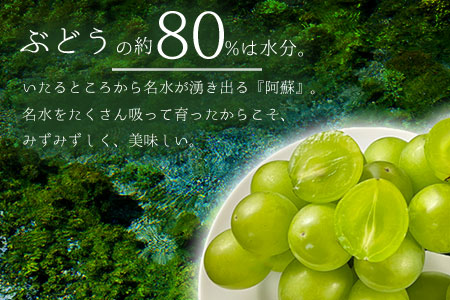 【ふるさと納税】【予約商品】雄宝 1房 1kg 10月 11月 発送 希少 ぶどう 葡萄 果物 くだもの フルーツ 秋 秋の味覚 新鮮 期間限定 皮ごと ブドウ お取り寄せ 産地直送 甘い ジューシー