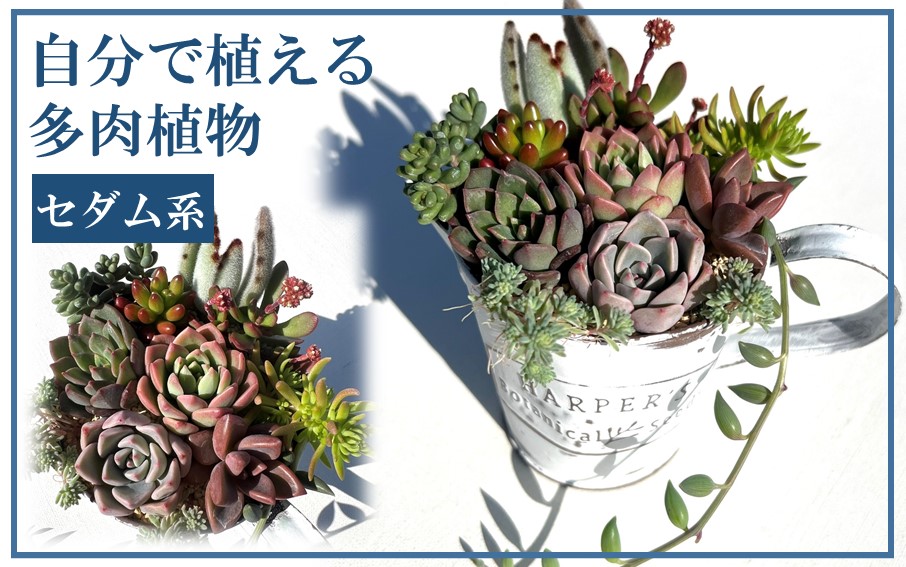 自分で植える多肉植物/セダム系苗※ピンセット付きAセット（1883R）_イメージ1