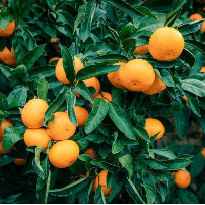 みさき果樹園の段々畑育ち 西宇和産みかん5kg【C21-47】【1676920】