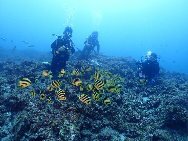 【ふるさと納税】 フルレンタルセット（ウェット）【ダイバー（Cカード所持者）限定】 スキューバダイビング チケット ダイビング レンタル セット 串本ダイビングセンター