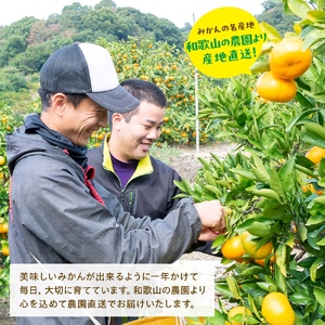 【12月発送】農園直送!完熟有田みかん 約3kg＋200g【サイズ混合】 ※北海道・沖縄・離島への配送不可【ard002C-12】