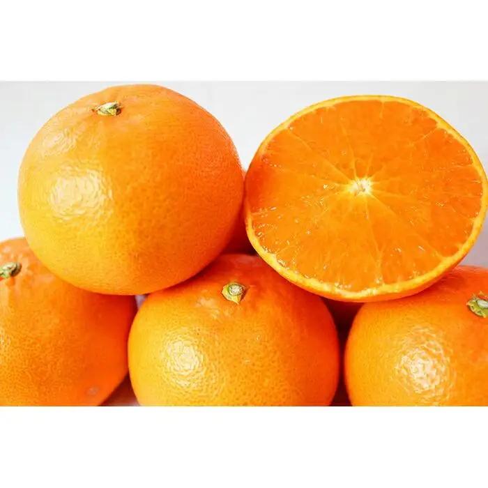 紀州有田産せとか約2.5kg　とろける食感！ジューシー柑橘［2027年2月上旬～2月下旬頃に順次発送］［先行予約］［UT02］