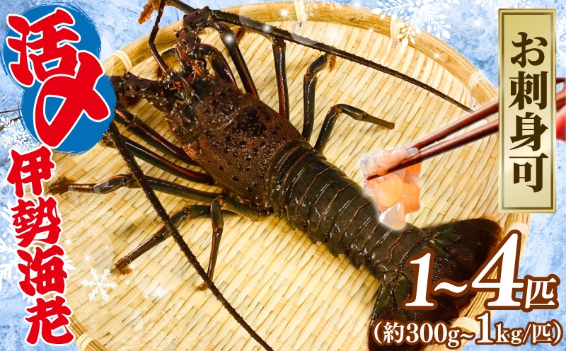 
            活〆 冷凍 伊勢海老 【選べる容量】 1匹～4匹（1匹 300g～1kg）計 約700g～2kg お刺身可 生食 刺身 氷締め 産地直送 銚子港 水揚げ 国産 厳選 新鮮 絶品 鮮度 贅沢 味噌汁 天丼 エビマヨ 鬼瓦焼き グラタン エビフライ アレンジ 料理 生簀 漁師 お取り寄せ 海鮮 旬 イセエビ エビ 海老 魚貝類 ふるさと納税 送料無料 千葉県 銚子市 治吉水産 【9月以降順次発送予定】
          