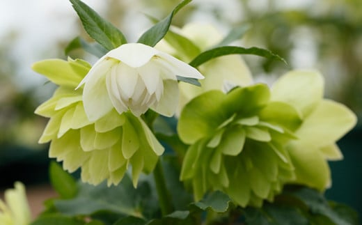 【2本セット】花巻温泉バラ園で育った「クリスマスローズ」苗<2026年2月上旬より順次発送> 【2167】