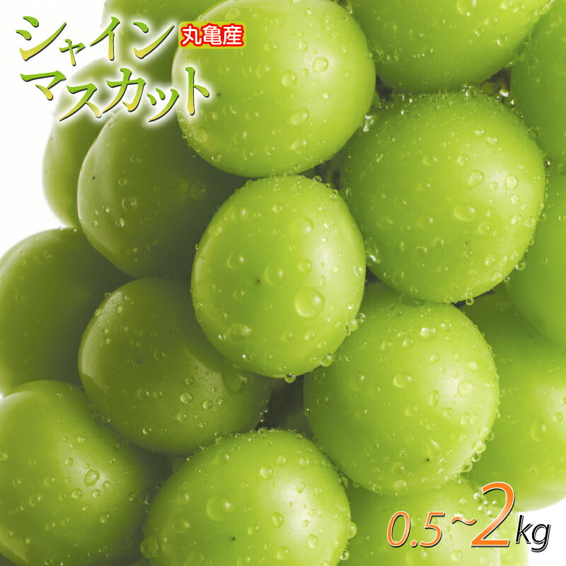 【ふるさと納税】 先行予約 シャインマスカット 選べる容量 500g ~ 2kg 通常箱 化粧箱 訳あり 冷蔵 ふるさと納税シャインマスカット ふるさと納税訳あり ふるさと納税ぶどう ぶどう マスカット 皮ごと 果物 フルーツ ギフト 贈答 香川県 丸亀市 ふるさと納税