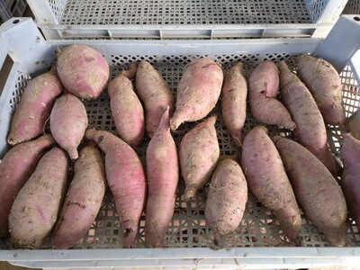 富山県魚津産さつまいも 紅はるか 20kg サイズ2L以上｜長引野 黒ボク土 ねっとり 土付 ※北海道・沖縄・離島への配送不可