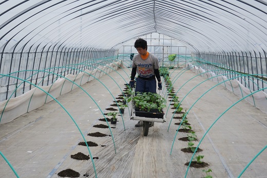 【先行予約】北海道栗山町産 幻のメロン 1玉（池田農林）