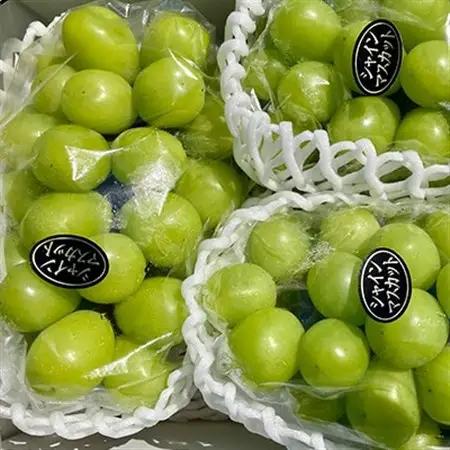 【2026年9月下旬発送】大粒シャインマスカット 約2kg(2～4房)【配送不可地域：離島・北海道・沖縄県】【1425198】