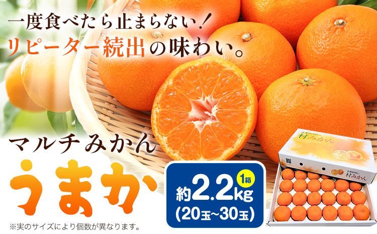 丹精込めて育てました！マルチみかん「うまか」 1箱 2.2kg 《11月中旬-1月上旬頃に出荷予定(土日祝除く)》 広畠農園 【配送不可地域あり】(離島) みかん ミカン 蜜柑 早生 柑橘 佐那河内 徳島県 箱入り 化粧箱 S M L フルーツ 果物 くだもの 贈答 進物