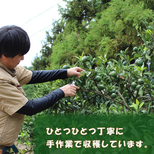 【2027年3月中旬頃から順次発送】 はるみ 小玉 5kg 中島みかん農園｜先行予約 蜜柑 みかん 小粒 わけあり 訳あり 甘い 柑橘 愛媛 糖度 数量 限定 愛媛 松山【NM0081】