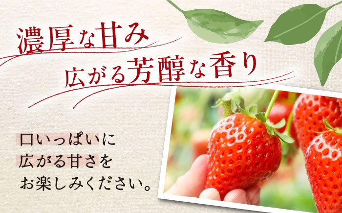 いちご イチゴ 苺 ichigo itigo 果物 strawberry フルーツ ふるーつ fruit 国産 産地直送 産直