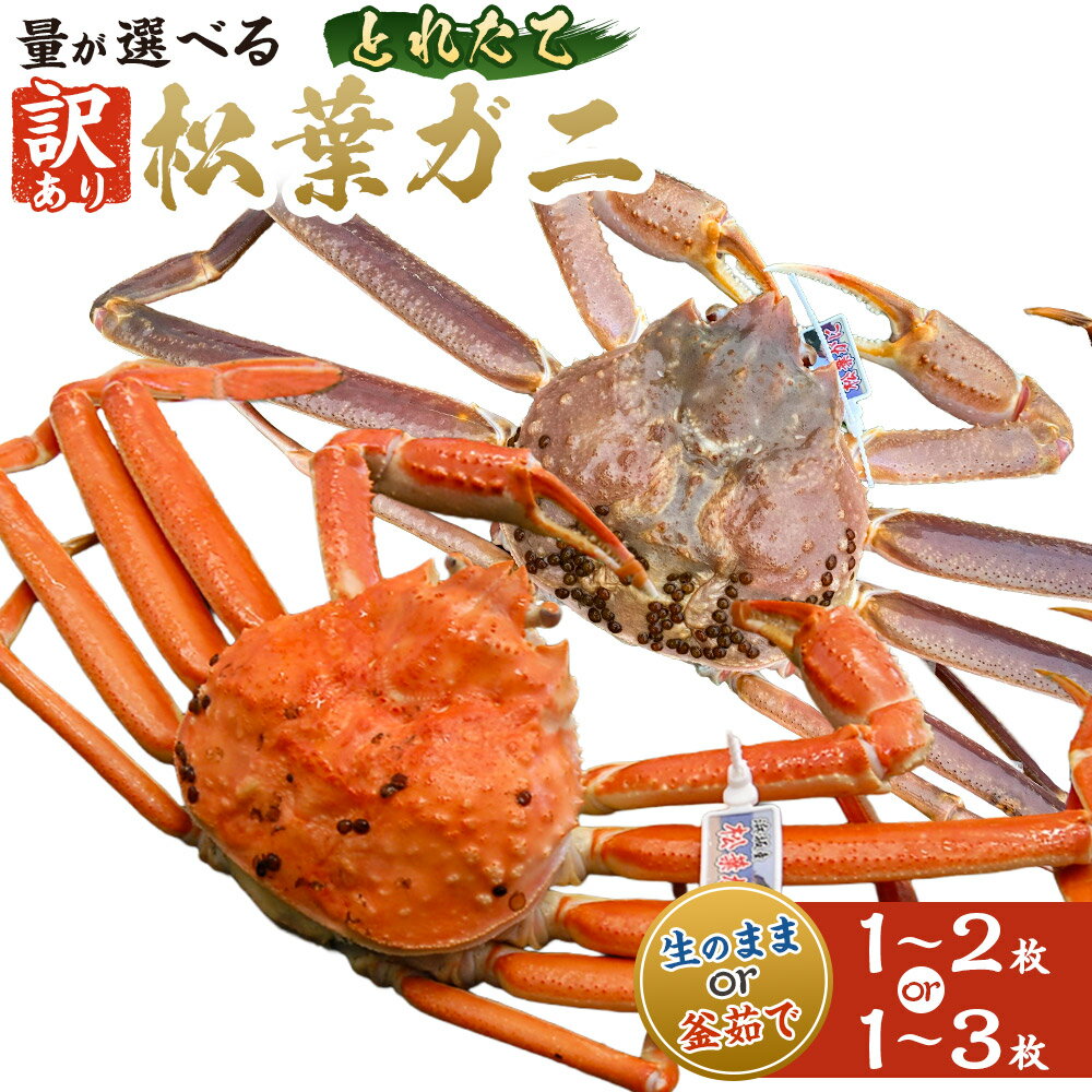 【ふるさと納税】【訳あり】松葉ガニの本場・生/釜茹で 松葉ガニ とれたて（冷蔵） 1～3枚入 蟹 カニ かに 松葉ガニ ズワイガニ 生 釜茹で 蟹味噌 カニミソ 訳あり 訳アリ 兵庫県 新温泉町 送料無料【2025年11月上旬～2026年3月上旬迄発送予定】