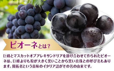 【先行予約】ぶどう ご家庭用 ピオーネ 約2kg (3房~5房) もりおか農園《9月上旬-10月上旬頃出荷》岡山県 浅口市 送料無料 ぶどう フルーツ 果物 くだもの デザート おやつ【配送不可地域あ