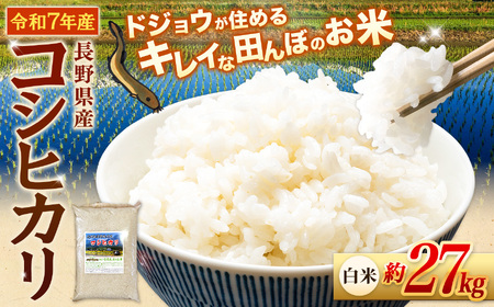 『どじょうのいる田んぼのお米』コシヒカリ 白米 約27kg | 馬場農園