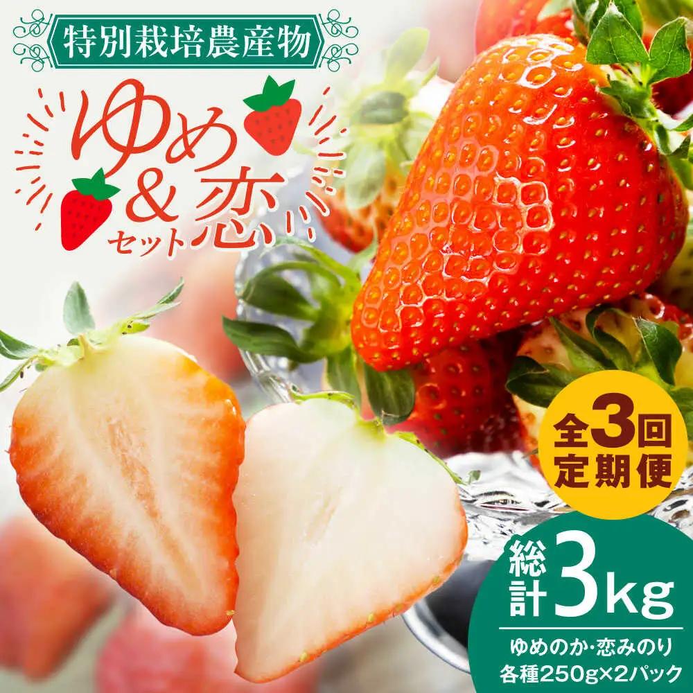 【全3回定期便】【先行予約】いちご イチゴ 苺 ゆめのか 恋みのり 計 1kg「ゆめ恋セット」 （250g × 4パック）【2027年2月以降順次発送】《壱岐市》【蒼花】 [JEO003] 45000 45000円