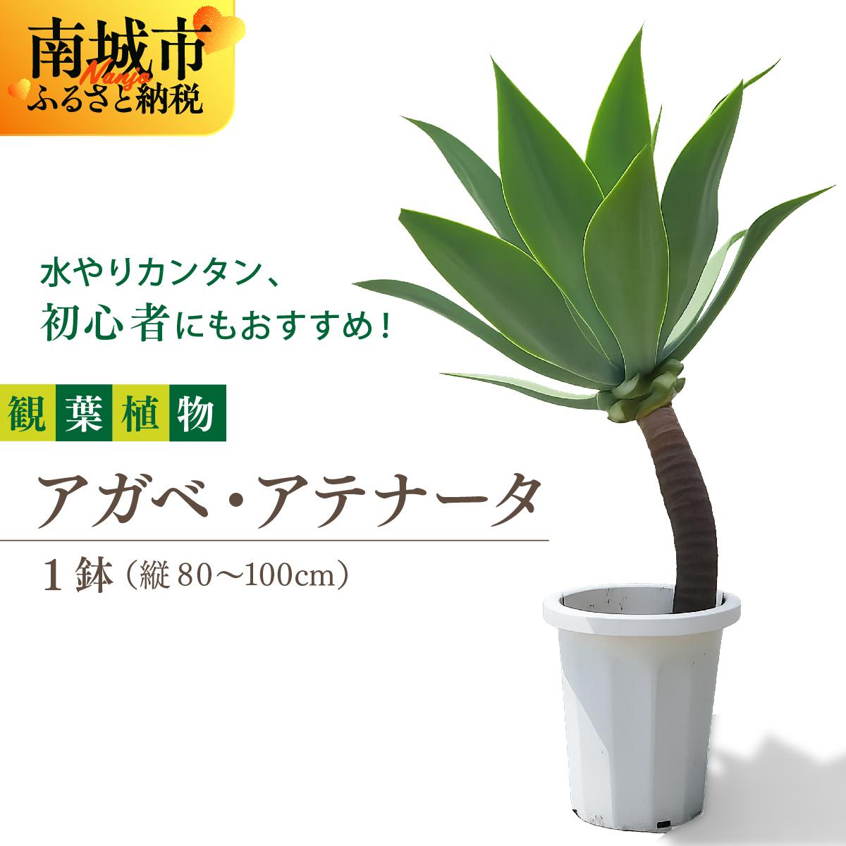 【ふるさと納税】アガベ・アテナータ