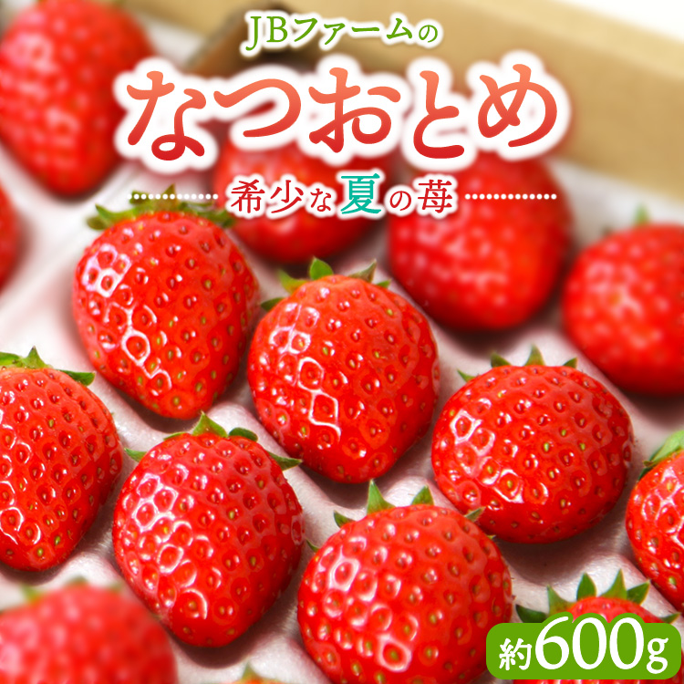 【先行予約】【産地直送】JBファームのなつおとめ（約600g） ｜ 栃木県宇都宮市 いちご イチゴ 苺 なつおとめ ※2025年6月上旬～2026年1月下旬頃に順次発送予定