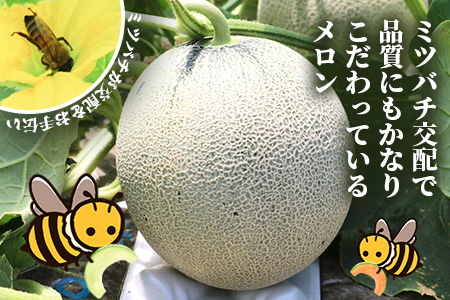 【2026年5月上旬～発送】アンデス メロン 青肉 5玉 (合計 約4.5～5kg) 熊本県 多良木町産 果物 フルーツ メロン 先行予約 5個 青肉 ミツバチ交配 期間限定 数量限定 先行予約 10