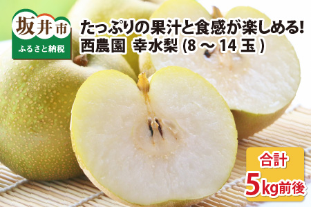 【先行予約】幸水梨 5kg前後 (8～14個) たっぷりの果汁を含んだジューシーな梨！【2026年8月中旬以降順次発送予定】【梨 幸水梨 なし フルーツ 甘い みずみずしい 果実 果物 新鮮 お土産 贈り物 旬の果物 冷蔵】 [A-15005]