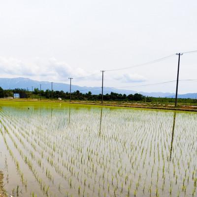 ふるさと納税 聖籠町 【玄米10kg】新潟県産コシヒカリ(特別栽培米)近藤農園 |  | 01